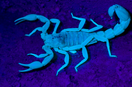 scorpion glow in blacklight